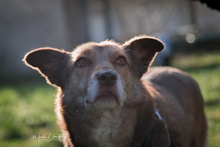 MAX, Hund, Mischlingshund in Garbsen - Bild 4