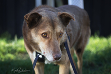 MAX, Hund, Mischlingshund in Garbsen - Bild 5
