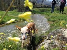 FIRULAIS, Hund, Mischlingshund in Spanien - Bild 1