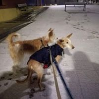 FIRULAIS, Hund, Mischlingshund in Spanien - Bild 12
