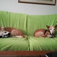 FIRULAIS, Hund, Mischlingshund in Spanien - Bild 13