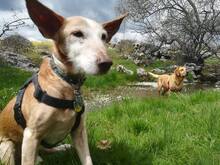 FIRULAIS, Hund, Mischlingshund in Spanien - Bild 2