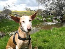 FIRULAIS, Hund, Mischlingshund in Spanien - Bild 5