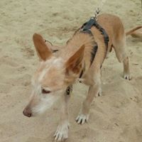 FIRULAIS, Hund, Mischlingshund in Spanien - Bild 6