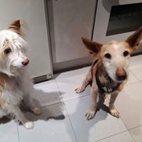 FIRULAIS, Hund, Mischlingshund in Spanien - Bild 7