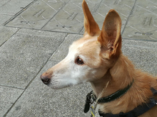FIRULAIS, Hund, Mischlingshund in Spanien - Bild 8