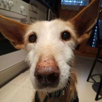 FIRULAIS, Hund, Mischlingshund in Spanien - Bild 9