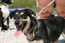 DINA, Hund, Mischlingshund in Ungarn - Bild 1