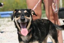 DINA, Hund, Mischlingshund in Ungarn - Bild 2