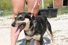 DINA, Hund, Mischlingshund in Ungarn - Bild 3