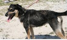 DINA, Hund, Mischlingshund in Ungarn - Bild 4