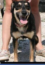 DINA, Hund, Mischlingshund in Ungarn - Bild 5