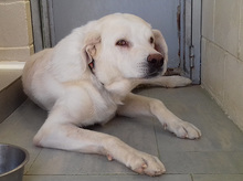 TORR, Hund, Mischlingshund in Spanien - Bild 6