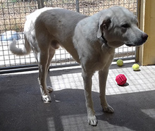 TORR, Hund, Mischlingshund in Spanien - Bild 8