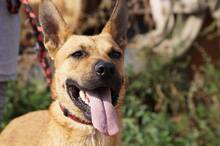 ORLANDO, Hund, Mischlingshund in Ungarn - Bild 3