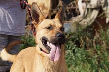 ORLANDO, Hund, Mischlingshund in Ungarn - Bild 4