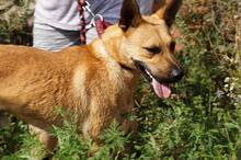 ORLANDO, Hund, Mischlingshund in Ungarn - Bild 5