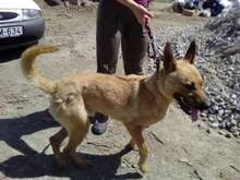 ORLANDO, Hund, Mischlingshund in Ungarn - Bild 7