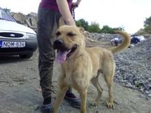 ORLANDO, Hund, Mischlingshund in Ungarn - Bild 8