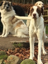 ZARA, Hund, Mischlingshund in Dassendorf - Bild 2