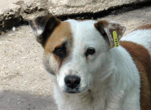 PEDRO, Hund, Mischlingshund in Bulgarien - Bild 1
