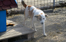PEDRO, Hund, Mischlingshund in Bulgarien - Bild 4