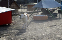 PEDRO, Hund, Mischlingshund in Bulgarien - Bild 6