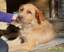 RUDI, Hund, Mischlingshund in Frankreich - Bild 1