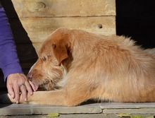 RUDI, Hund, Mischlingshund in Frankreich - Bild 3