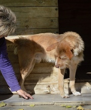 RUDI, Hund, Mischlingshund in Frankreich - Bild 4