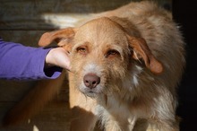 RUDI, Hund, Mischlingshund in Frankreich - Bild 6