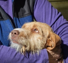 RUDI, Hund, Mischlingshund in Frankreich - Bild 9