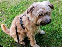 LEO, Hund, Mischlingshund in Kirchlengern - Bild 3