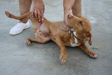 IRIS, Hund, Mischlingshund in Spanien - Bild 3