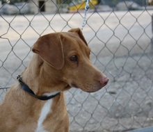 IRIS, Hund, Mischlingshund in Spanien - Bild 4