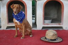 IRIS, Hund, Mischlingshund in Spanien - Bild 7