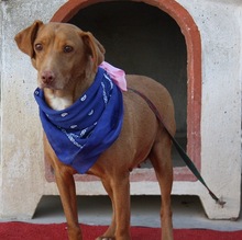 IRIS, Hund, Mischlingshund in Spanien - Bild 8