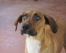 OLI, Hund, Mischlingshund in Spanien - Bild 2