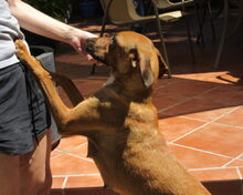 OLI, Hund, Mischlingshund in Spanien - Bild 3