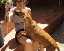 OLI, Hund, Mischlingshund in Spanien - Bild 4