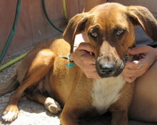 OLI, Hund, Mischlingshund in Spanien - Bild 5