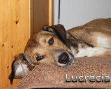 LUCRECIA, Hund, Mischlingshund in Heidelberg - Bild 11