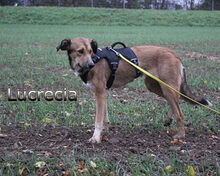 LUCRECIA, Hund, Mischlingshund in Heidelberg - Bild 3