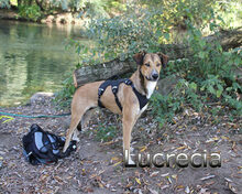 LUCRECIA, Hund, Mischlingshund in Heidelberg - Bild 4