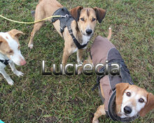 LUCRECIA, Hund, Mischlingshund in Heidelberg - Bild 5