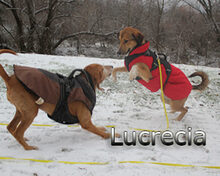 LUCRECIA, Hund, Mischlingshund in Heidelberg - Bild 6