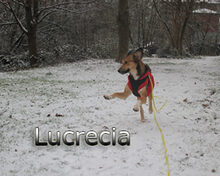 LUCRECIA, Hund, Mischlingshund in Heidelberg - Bild 8