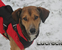 LUCRECIA, Hund, Mischlingshund in Heidelberg - Bild 9