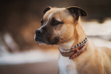 BOXI, Hund, Mischlingshund in Slowakische Republik - Bild 1