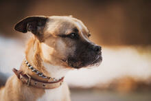 BOXI, Hund, Mischlingshund in Slowakische Republik - Bild 3